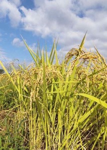 令和４年産玄米25kg　減農薬栽培タンチョウモチ　福井県産　農家直送　送料込み　管理番号３