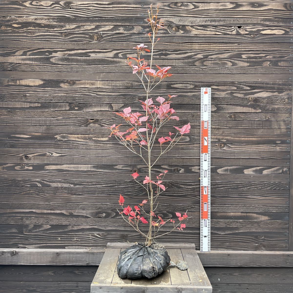 2023年最新】ヤフオク! -ミツバツツジ(花、園芸)の中古品・新品・未