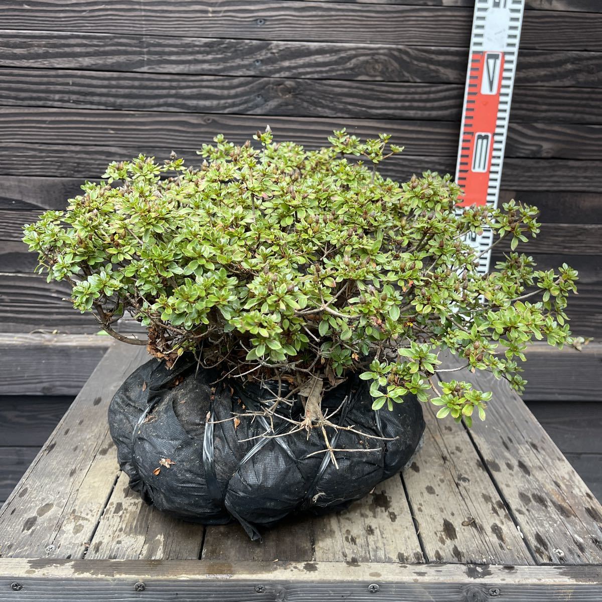 逆輸入 這性特種 ミヤマキリシマツツジ 現品 管理 植物 観葉植物 インテリア 住まい 小物 Belvtor By