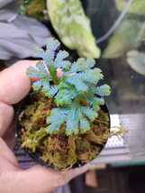 良発色!!Selaginella siamensis セラギネラ サイアメンシス_画像2