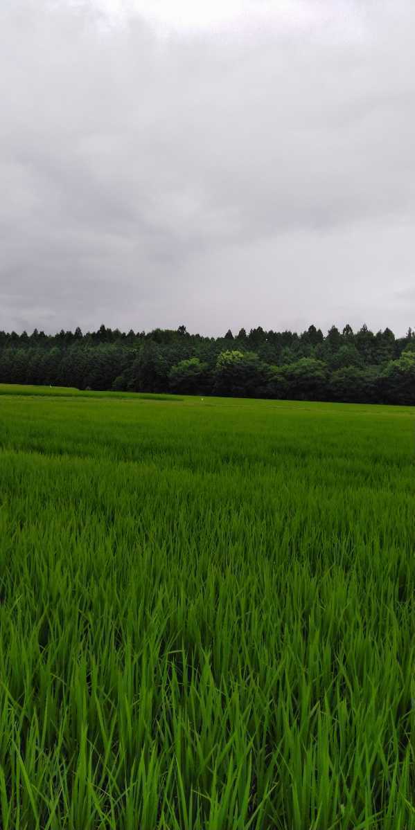 R3年度新米・玄米60kg】栃木県の指定優良農地で採れたブランド米