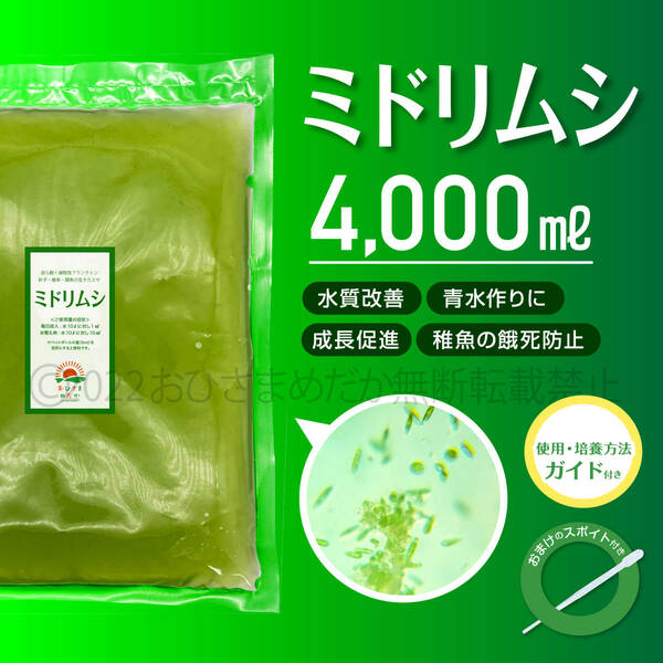 特濃縮【ミドリムシ　種水　増量　4000ml】めだか　メダカ　針子　エサ 稚魚　psb　 金魚　ミジンコ　クロレラ　ゾウリムシ スポイト付き