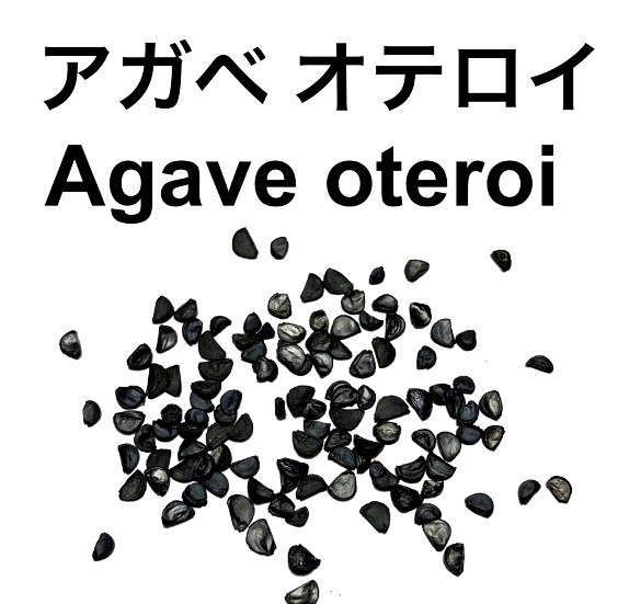 ヤフオク! -「アガベ 種子」の落札相場・落札価格