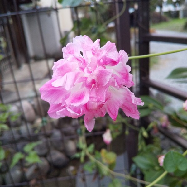 お花の種4種★増量中★オマケ付き