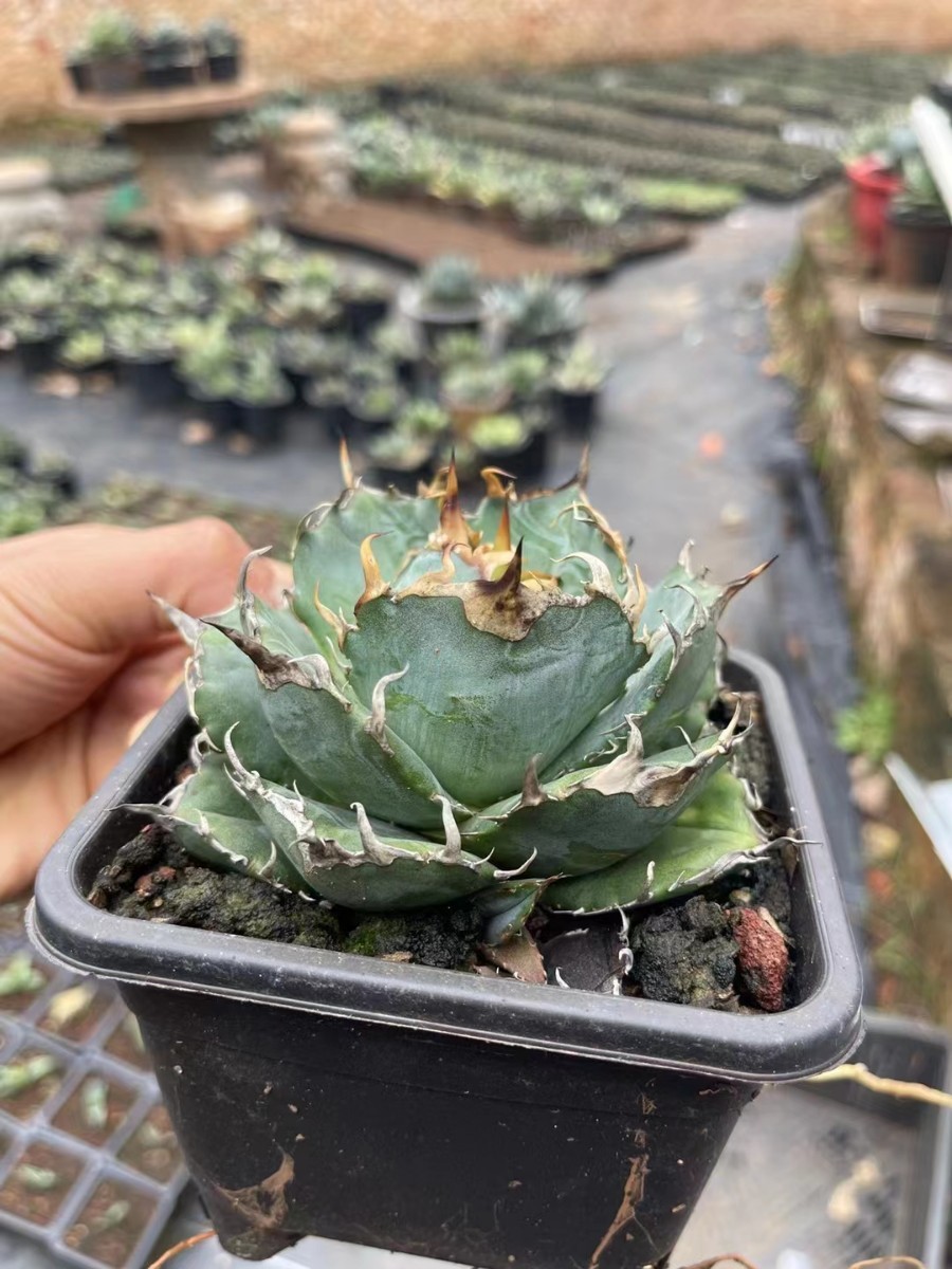 正規品 アガベ多肉植物チタノタ 金鲸 仔株 S24312 ecousarecycling.com