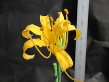 彼岸花 濃黄色 開花球１球 （23年9月16日撮影 ）写真画像にて花色・花柄・花姿ご判断を　肥培に努め秋の美しい花楽しみを_画像8