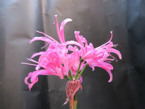  нерина * бриллиант lili-* розовый 23 год цветение луковица 1 лампочка цветок ... сделал цветок цвет * цветочный принт. фотография .. проверка 