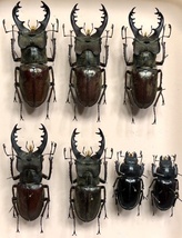 【札幌発】北海道産　ミヤマクワガタ　昆虫標本　no.137_画像1