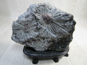 菊花石 18ｘ9ｃｍ　3.62ｋｇ　木製台座付き　鑑賞石 天然石 盆石 飾り石 水石　K468