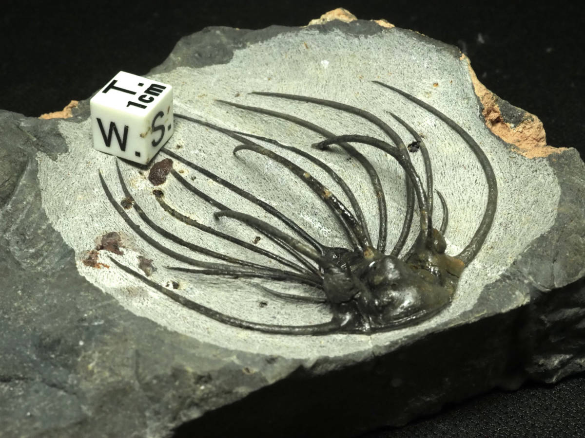 新産地!激レア!漆黒のラプターの歯【17.5mm】モロッコ王国産/化石 ...