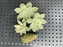 薄氷 多肉植物 グラプトベリア カット苗で発送_画像4