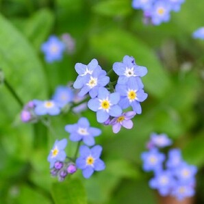 忘れな草　10本以上　自然種　無農薬　種おまけ