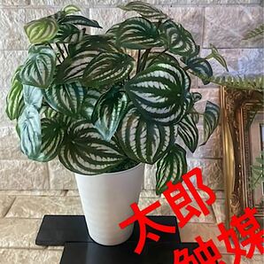 光触媒　人工観葉植物　ウォールグリーン　フェイク　フラワー　スイカペペロミア