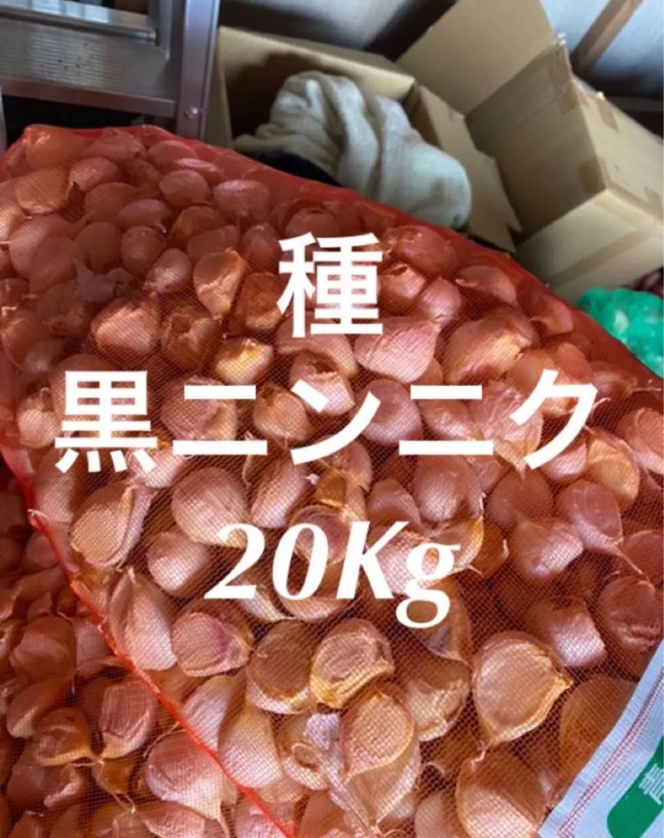 免疫力UP にんにく10Kg 2L - fundacionatenea.org