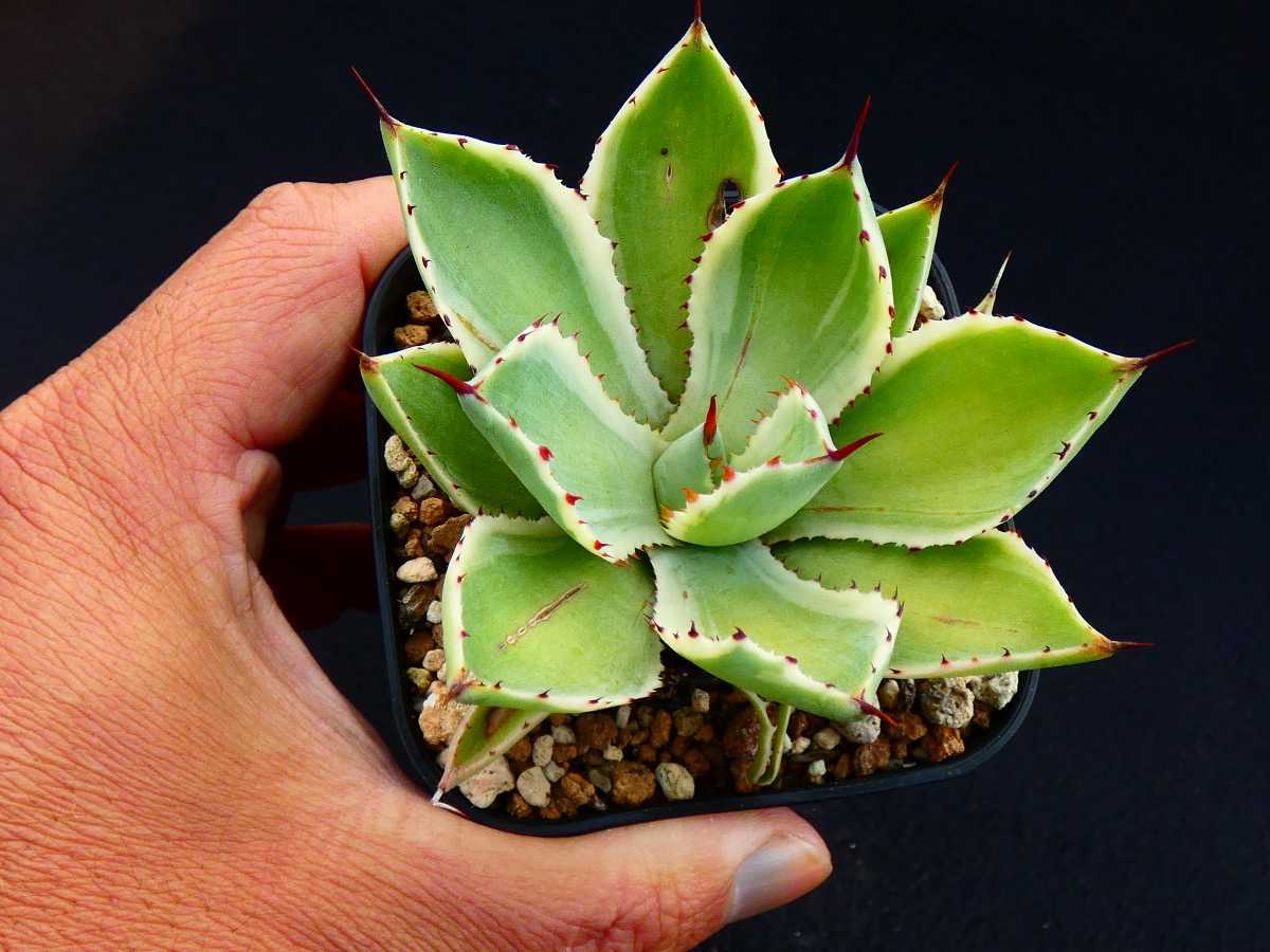 好評 強棘 多肉植物 霸王竜子株 agave 23苗 特別価格 アガベ チタノタ ...