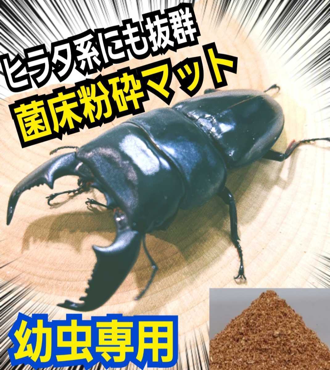 クワガタ幼虫専用【改良版】ヒマラヤひらたけ菌床マット 菌糸瓶より