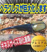 極上！プレミアム3次発酵カブトムシマット【3袋】特殊アミノ酸強化配合　ヘラクレス180ミリ羽化実績！トレハロース増量　雑虫湧きません！_画像7