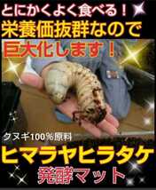 雑虫が湧かなく使いやすい【改良版】ヒマラヤひらたけ発酵カブトムシマット【20L】幼虫の餌、産卵に抜群！栄養添加剤入り！チャック付き袋_画像6