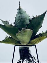 9. アガベチタノタブルー Agave titanota blue 実生株 沖永良部島産 抜き苗_画像9