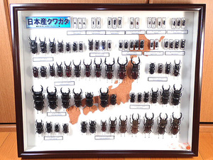 * sale! postage included! domestic production stag beetle specimen box set *