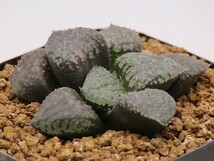 ■ナイトメア×白瑠璃パルナシウス　実生　未繁殖 【多肉植物　Haworthia　ハオルチア　ハオルシア】_画像3