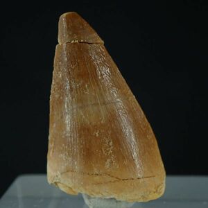 モササウルスの歯 3g サイズ約23mm×15mm×10mm モロッコ産 mks016 化石 原石 天然石 パワーストーン