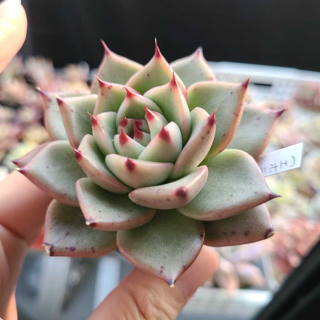 開店祝い 中里リンゼアナ 中里リンゼアナ サボテン相談室 多肉植物