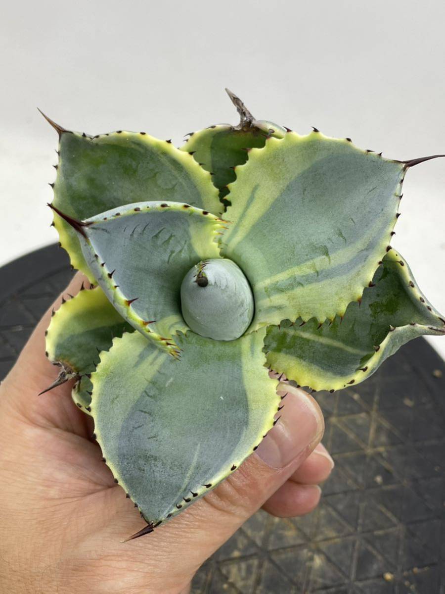 アガベ チタノタ オテロイ 鉢ごと 花、ガーデニング 観葉植物 www