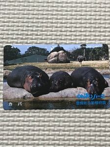 【未使用】テレホンカード　カバ　のんほりパーク　豊橋総合動植物園