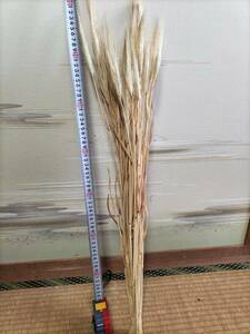 * wheat * dry flower one bundle *