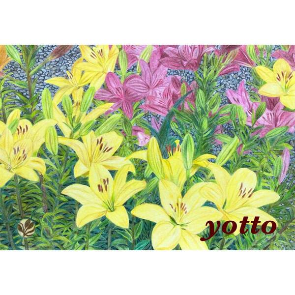 色鉛筆画「 庭を彩る百合 」B5・額付き◇◆手描き◇原画◆花◇◆yotto