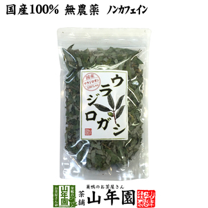 健康茶 国産100% ウラジロガシ茶 100g 宮崎県産 ノンカフェイン 無農薬 送料無料