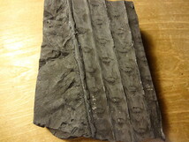 植物化石　ロボク　フウインボク、スティグマリア（リンボクの担根体）_画像2