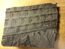 植物化石　ロボク　フウインボク、スティグマリア（リンボクの担根体）_画像3
