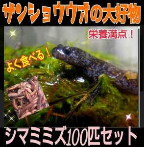 サンショウウオの餌に！新鮮！採れたて直送！シマミミズ100匹セット☆良く食べます！栄養満点！爬虫類の餌、亀の餌、観賞魚の餌、釣りの餌