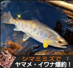  fishing. bait * fresh!.. length direct delivery!sima ear z100 pcs set yamame,iwana, black bus etc. anything fishing ..! aquarium fish * reptiles * amphibia. bait also 