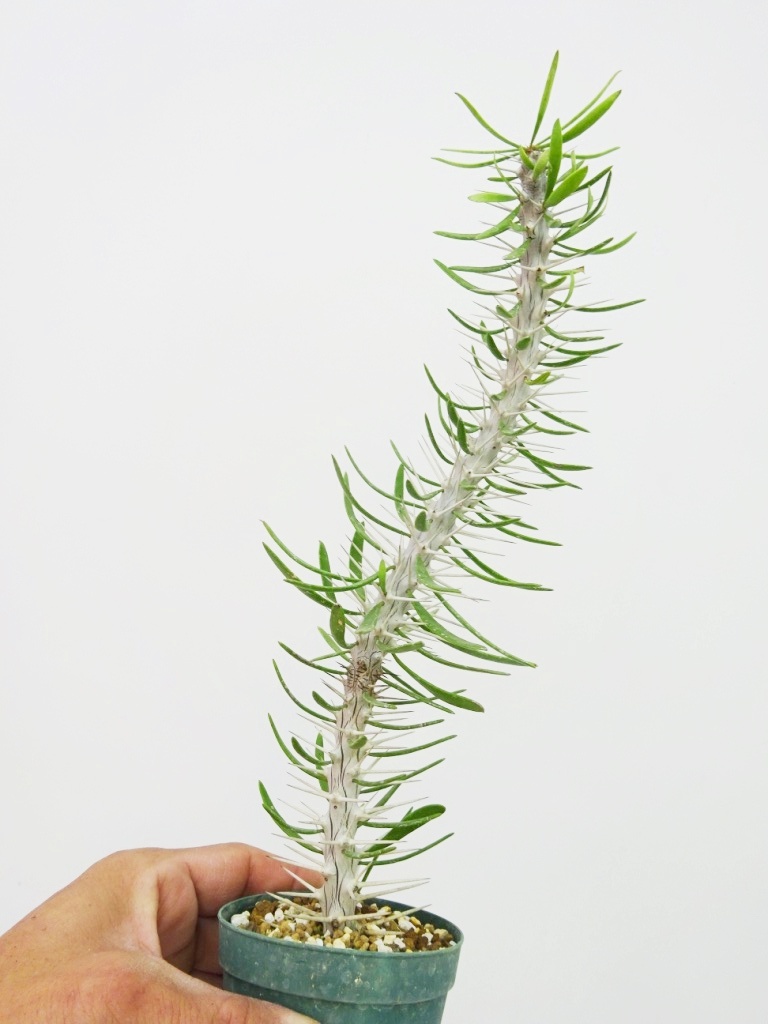 ボトムを作り続け40年 ディディエレア ペティグナティ - 植物/観葉植物