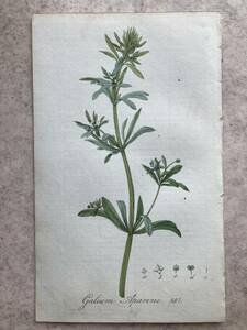 1828 年　オランダ　手彩銅版画　ガリウムアパリン　Galium Aparine