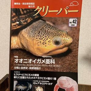 クリーパー オオニオイガメ亜科 ハラガケ サルヴィン ジャイマス No.42 爬虫類・両生類情報誌