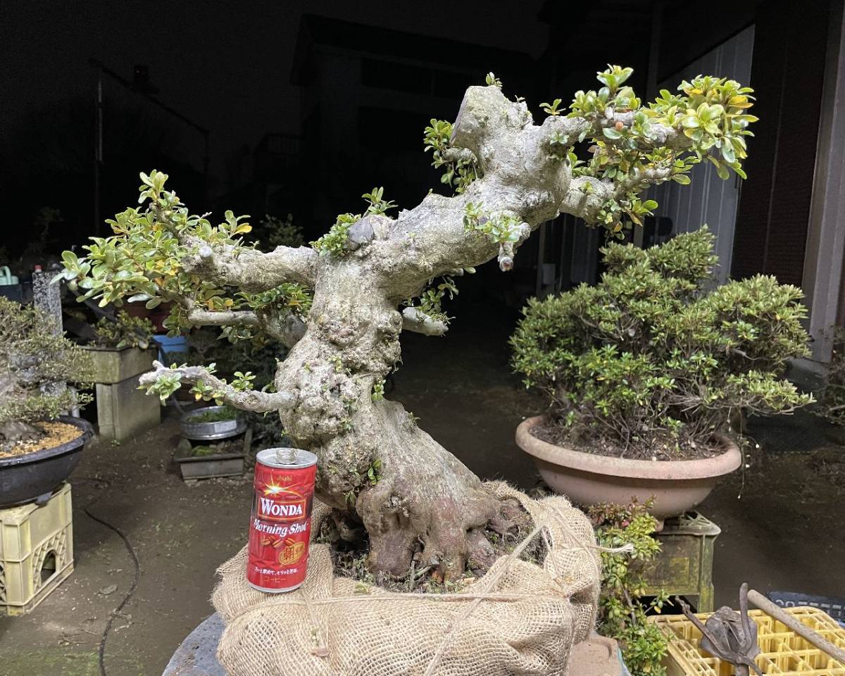 ヤフオク! -「華」(皐月(さつき)) (盆栽)の落札相場・落札価格