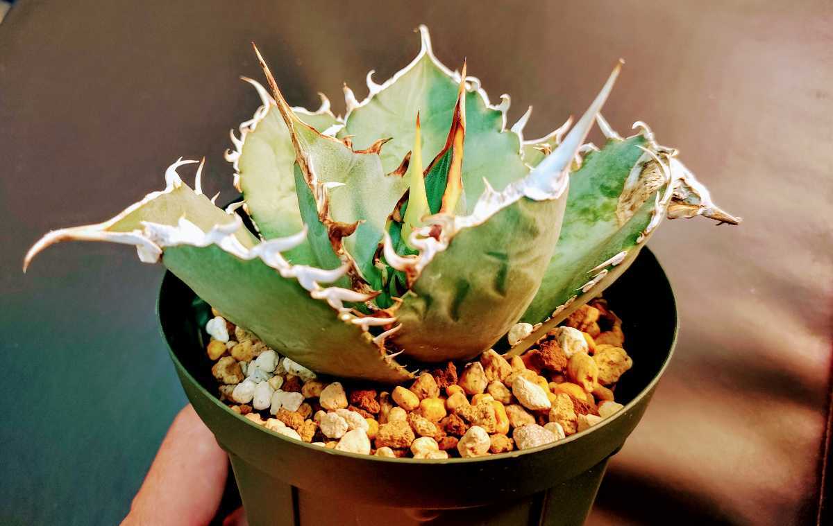 アガベ チタノタ オテロイ 鉢ごと 花、ガーデニング 観葉植物 www