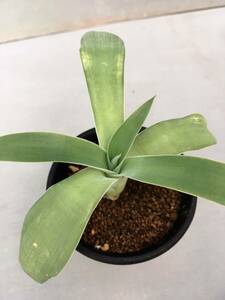 アガベ アテナータAgave attenuata 幹立ちロゼット　メキシコ原産 実生苗　抜き苗送料無料　南国　リゾート　植栽　インテリア　チタノタ