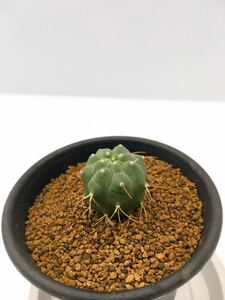 Matucana madisoniorum KK456 マツカナ 奇仙玉 マディソニオラム　実生株　美花サボテン　南米原産　FN付