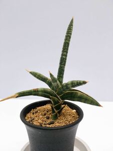 Sansevieria Bella サンセベリア ベラ 美種 マイナスイオン 多肉植物　観葉植物