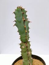 ユーフォルビア コエルレセンス euphorbia coerulescens　希少種　アフリカ原産　塊根性　多肉植物　輸入株_画像6