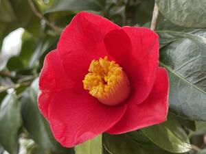 Camellia tsubaki вставка 10 штук ■ Бесплатная доставка сад из морского дерева красный красный красный красивый Yu Packet Limited Express выезд