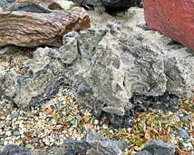 太湖石（たいこせき） 自然石 庭石 景石 鑑賞石 146 和風 石庭 庭園に_画像1