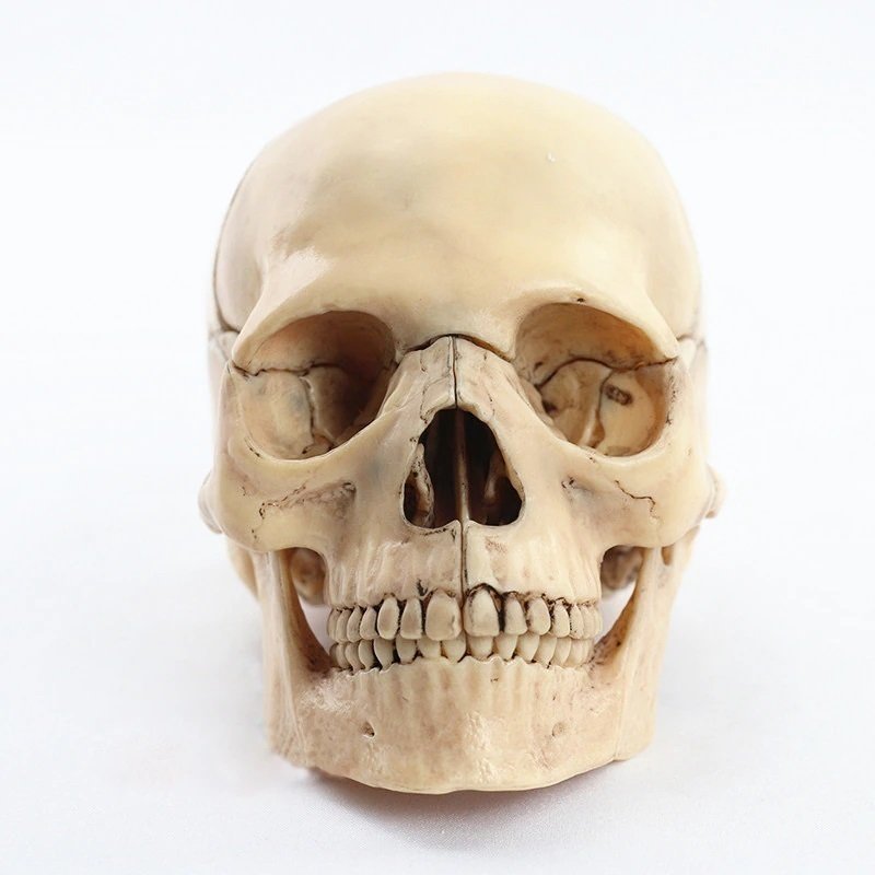 頭蓋骨模型の値段と価格推移は？｜67件の売買情報を集計した頭蓋骨模型 