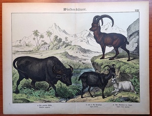 1886年 ドイツ Schubert 動物図鑑 多色石版画 大判 ウシ科 スイギュウ ヤギ アイベックス 博物画