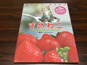 ポストカードブック『まめねこ　世界でいちばん小さなこねこ』講談社